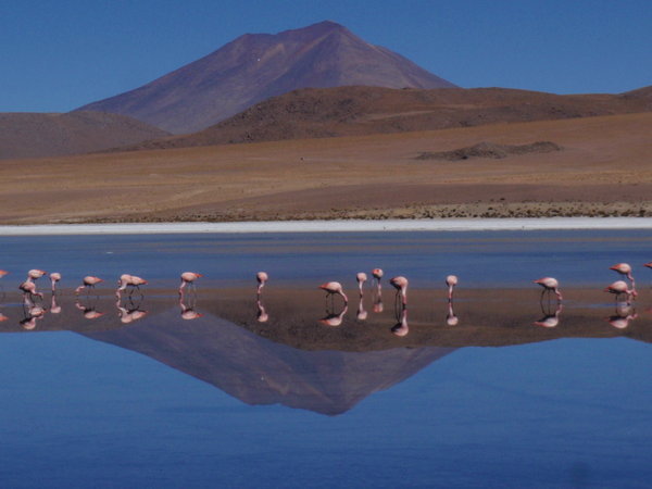 Volcanic flamingoes