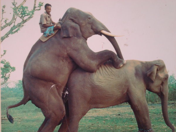 Elephant Mating (Image)