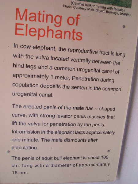 Elephant Mating (Text)