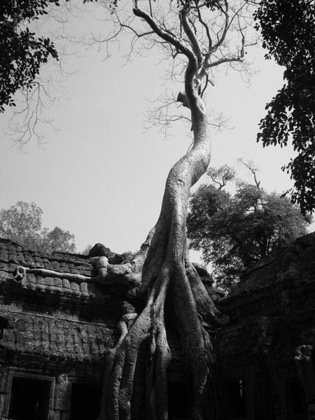 Tree on Temple