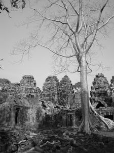 More Trees & Temples