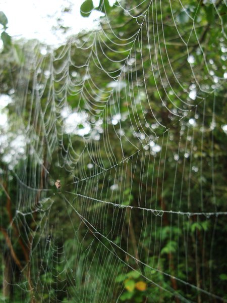 Big Web!