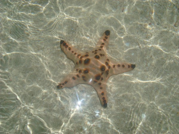 Starfish on Starfish Island
