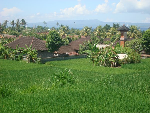 Lush Green Balinese Fields
