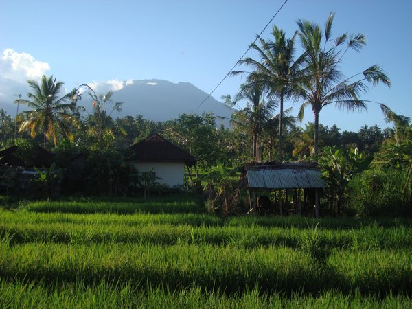 More Balinese Greenery