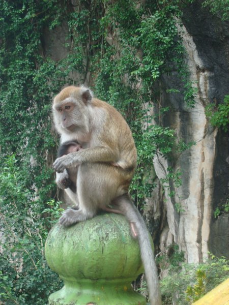 Mum & Baby Monkey!