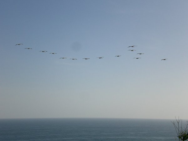 Pelicans briefly