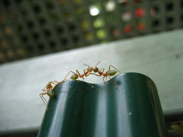 Fighting Green Tree Ants