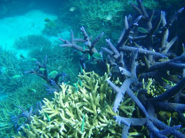 Beautiful Coral