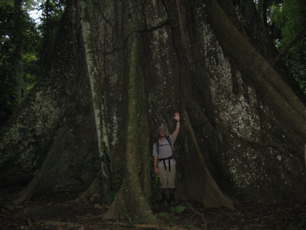 mark and ceiba tree
