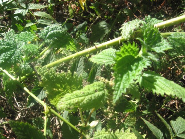 Less harmful plant along the forest in M. Tambora