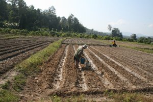 Agricultores de arroz en el Triangulo de Oro