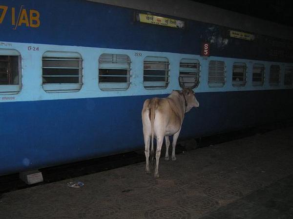 Cow next to train