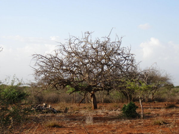 a thorn tree