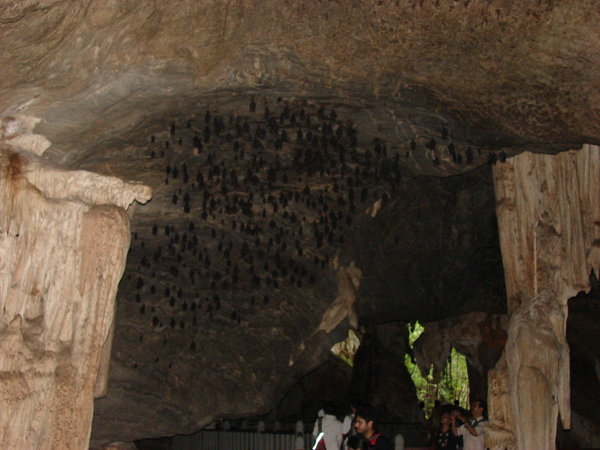 Bat caves