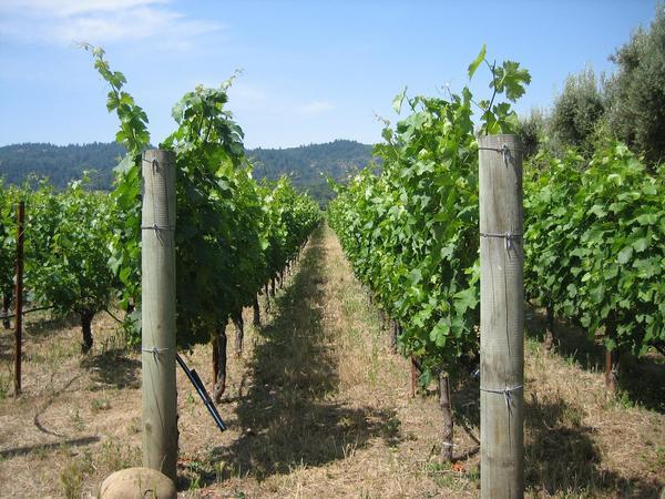 Mondavi vineyards