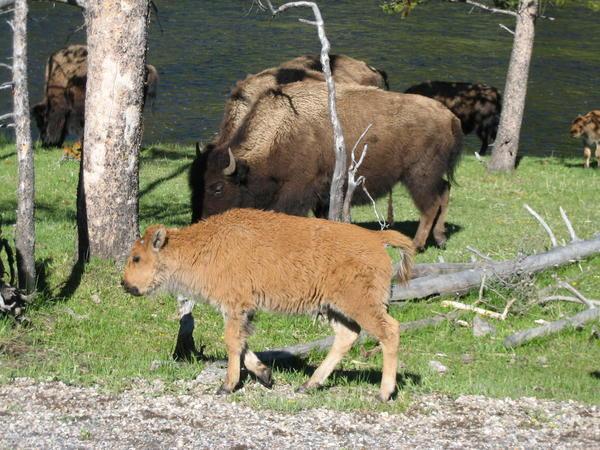 Bison and young calf