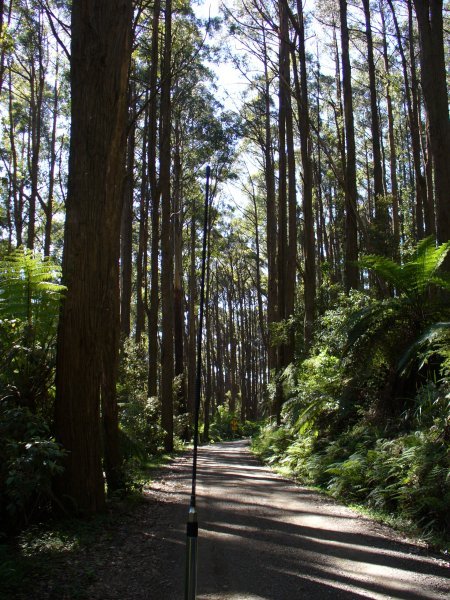 Yarra Valley forest drive