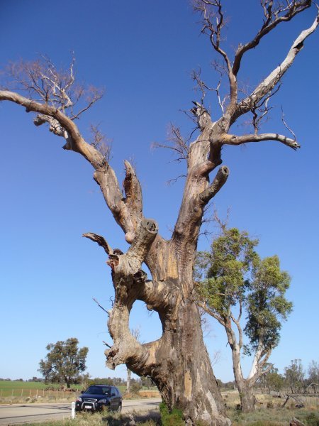 Aboriginal ring tree