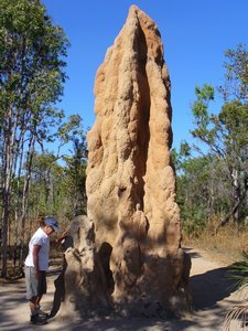 Cathedral termite mounds