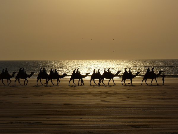 Camel train