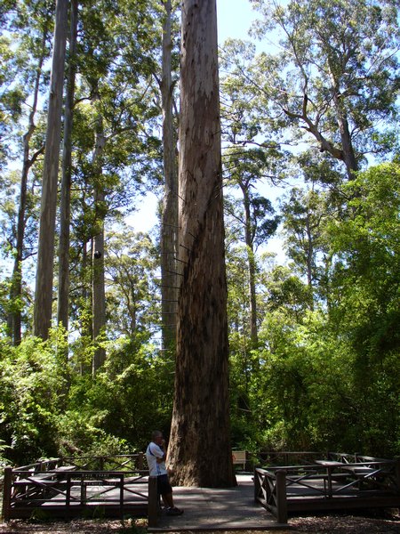 the Bicentennial Tree, Pemberton