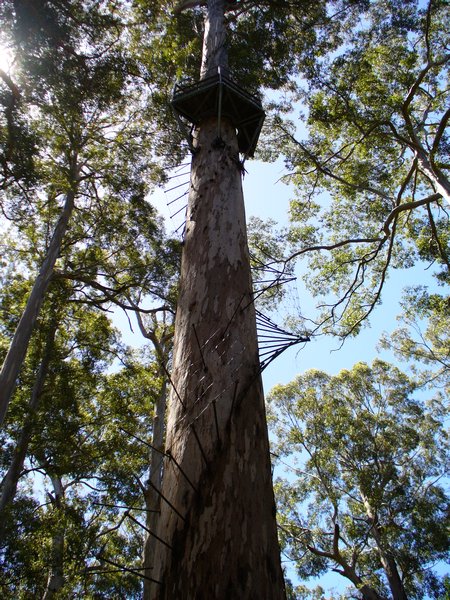 the Gloucester Tree