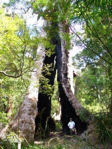 The Giant Tingle tree