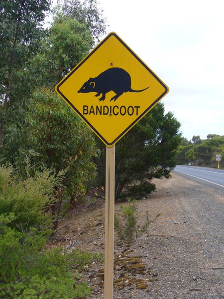 Bandicoot road sign, Mt Barker