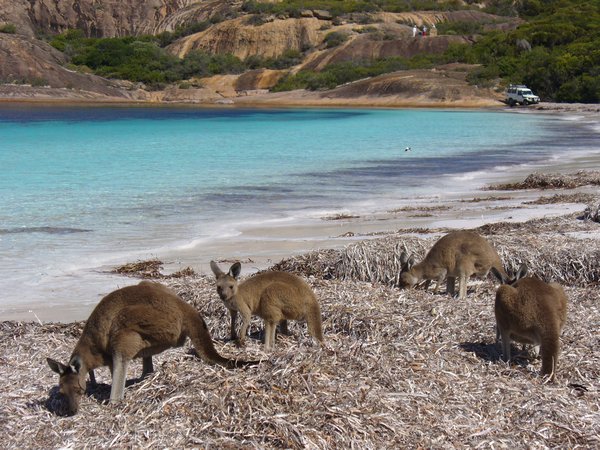 Locals of Lucky Bay