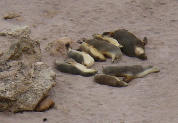 Sea lion colony at Point Labatt
