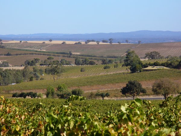 Vineyard view