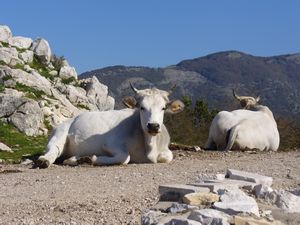 Mountain cattle