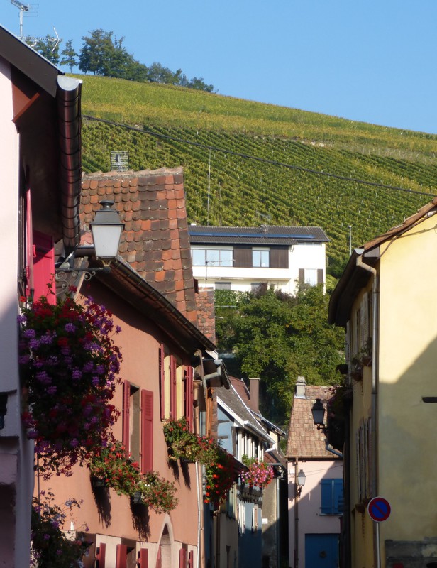 vineyards above the lovely village of Turckheim