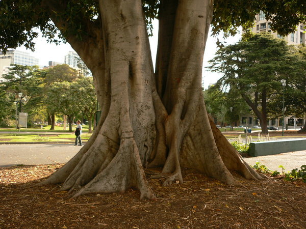 Buttress Tree in Carlton Park