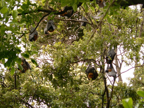 Bats in Sydney Botanical Garden