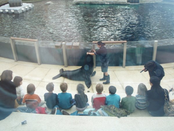 seal show