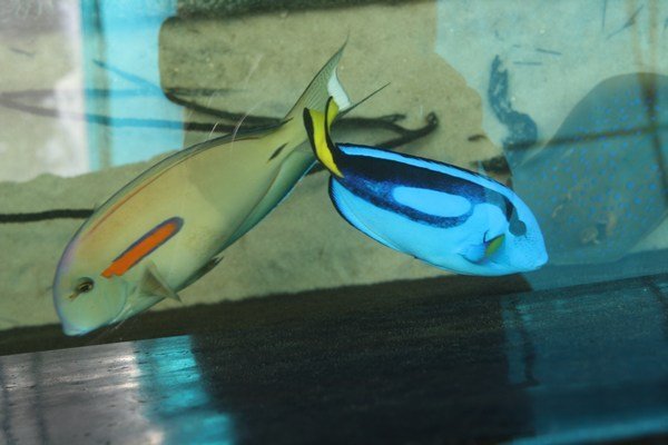 Dory and friend