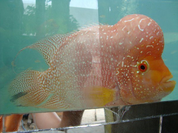 Bubble-head fishy
