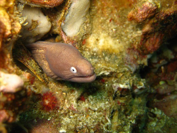 White-eyed Moray eel