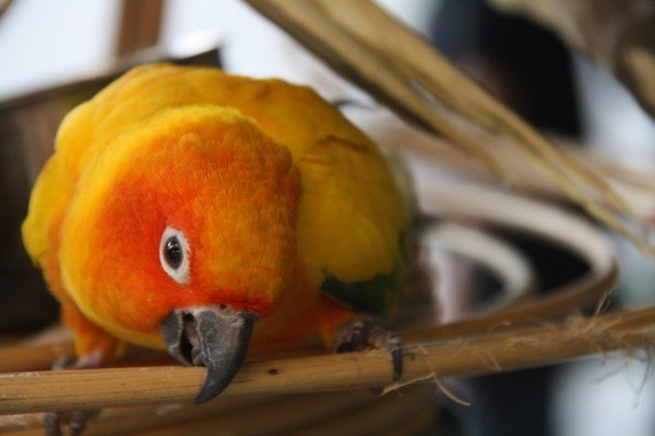 Cute busy parrot