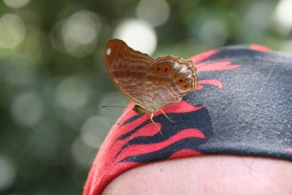 Talita's new pet butterfly