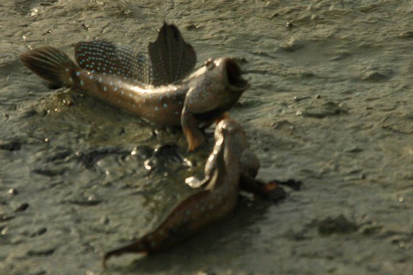 Mudskippers fighting