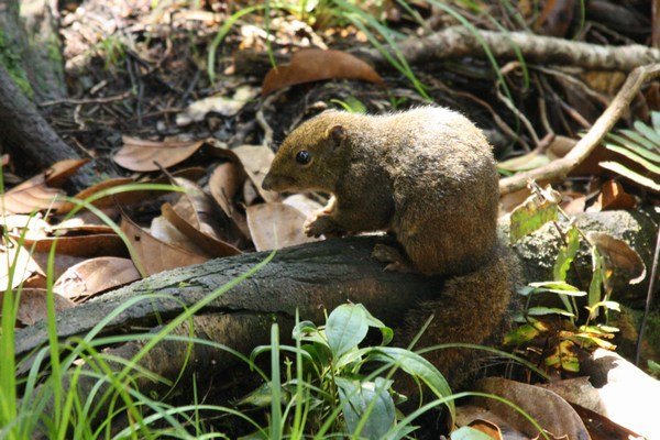Close encounters of the 'squirrel kind'