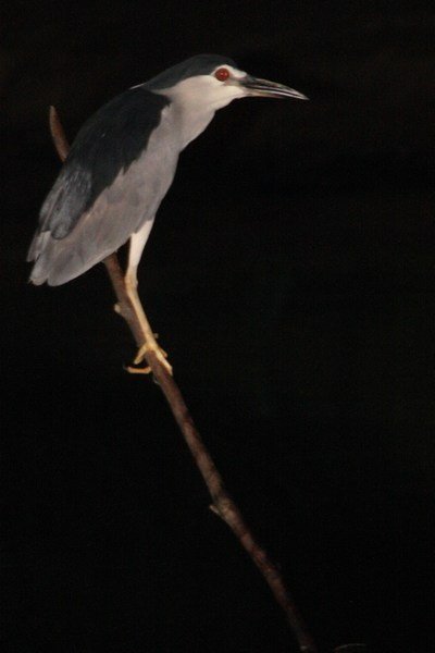 Common Night-Heron