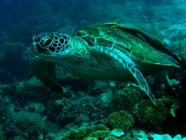 Our very first Green Turtle
