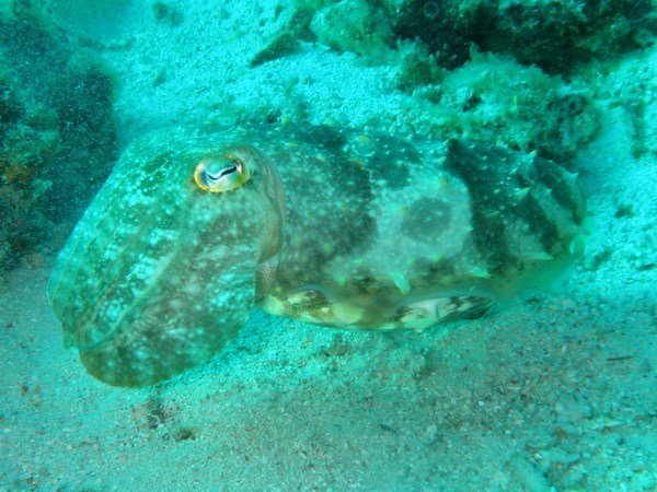 Pharaoh Cuttlefish