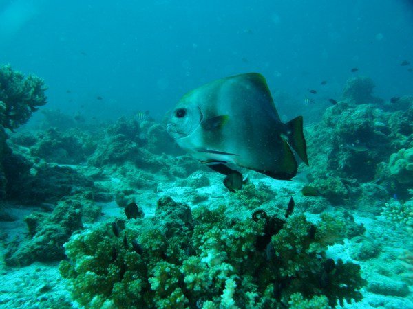 Batfish