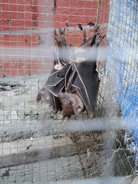 Poor bats!