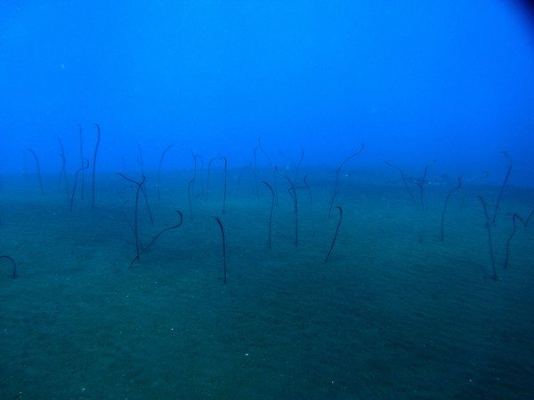 Many-Toothed Garden Eels